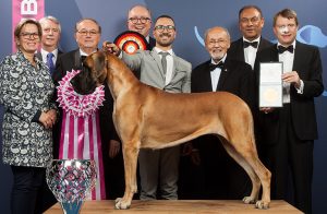 Picture of the Winner Dog in a Dog Show planned by Event Management Company Named Kiyoh