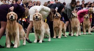 Picture of Dogs getting ready to participate in the Dog Show organized by Event management company named Kiyoh