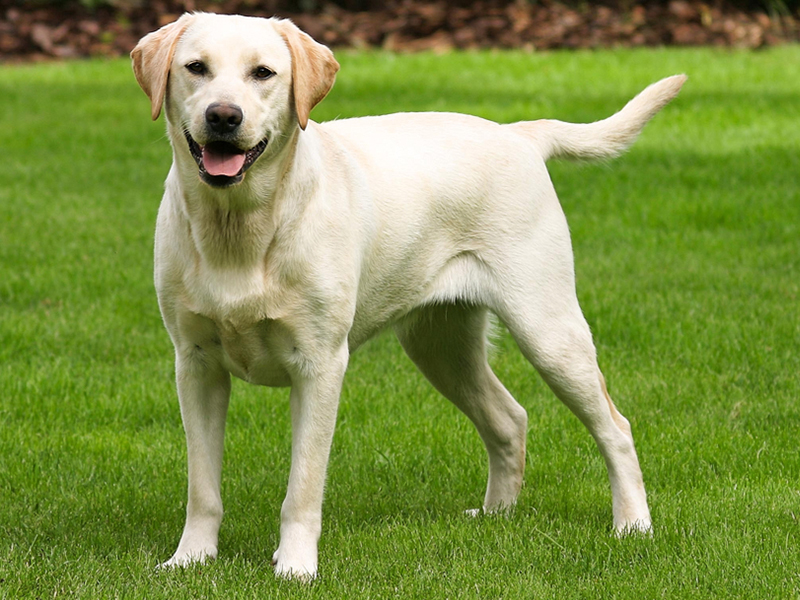 labrador