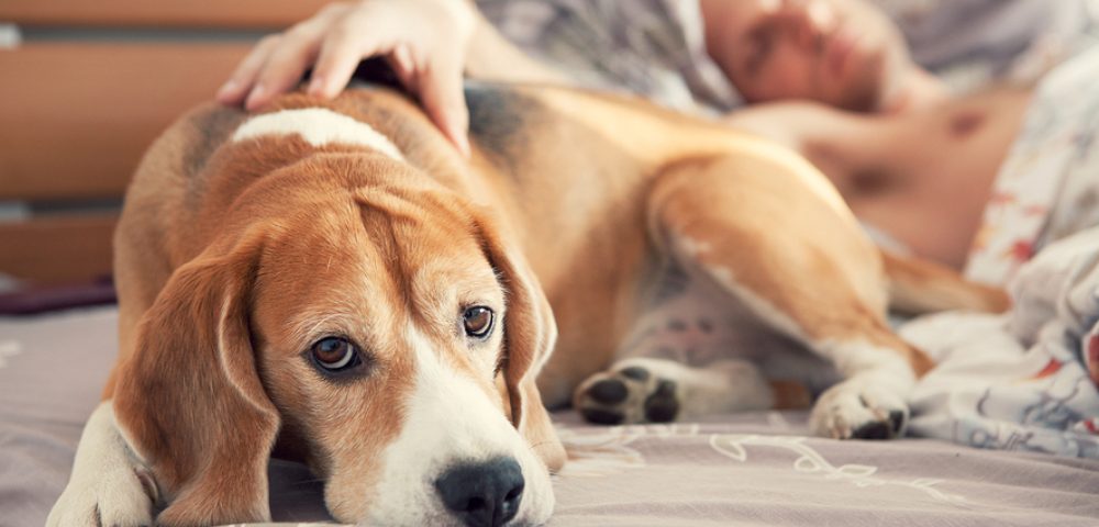 Image of Sick gentleman lying with his dog on bed during his therapy on cancer treatment.