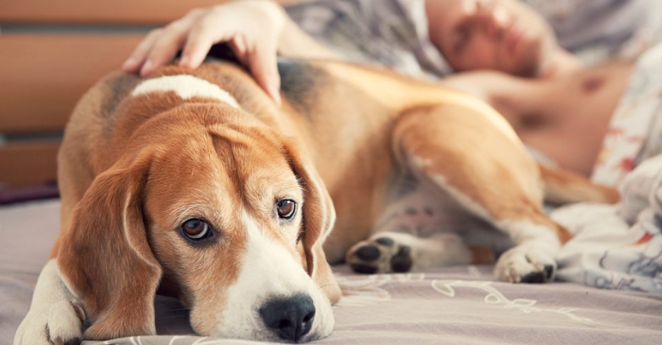 Image of Sick gentleman lying with his dog on bed during his therapy on cancer treatment.