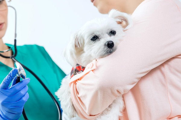 Image showing that a pet check-up before chemotherapy section.