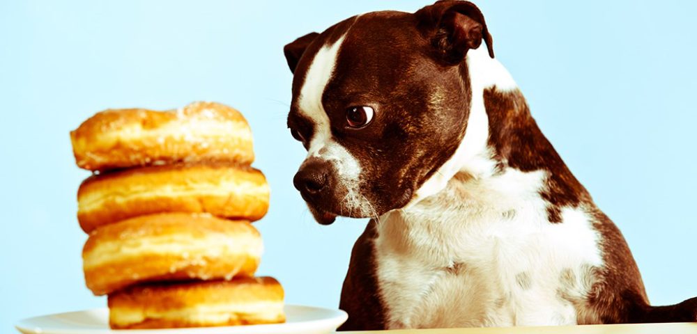 A Black Bull Dog Starring At The Bulk Of Burger Pieces - Bad Food For Dog Concept.