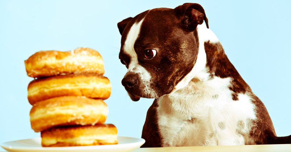 A Black Bull Dog Starring At The Bulk Of Burger Pieces - Bad Food For Dog Concept.