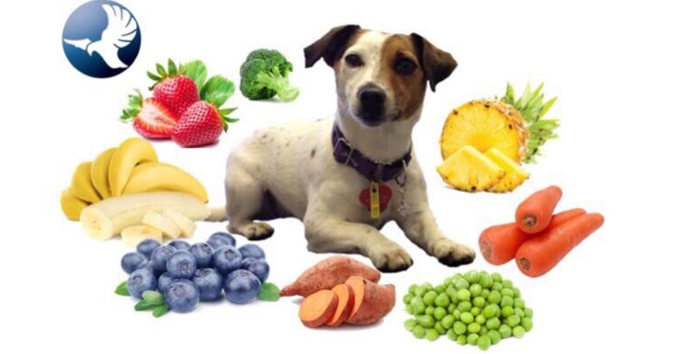 An Image Showing A Little Puppy Isolated On A White Background With Full Of Healthy Fruits.