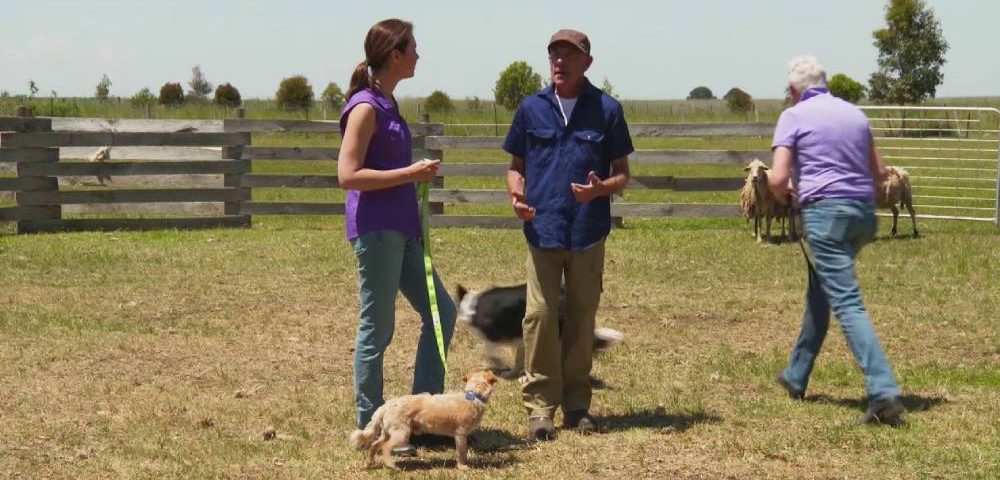 Benefits To Herding Dog Training