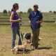 Benefits To Herding Dog Training