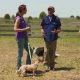 Benefits To Herding Dog Training