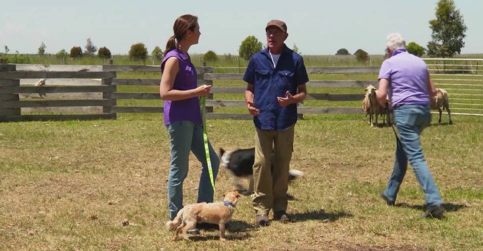 Benefits To Herding Dog Training