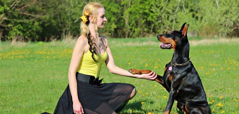 Secrets To Dog Training