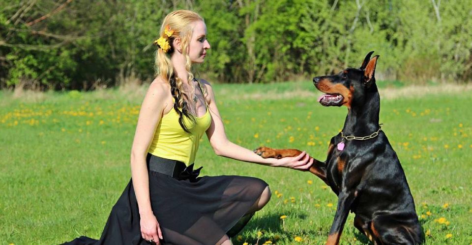 Secrets To Dog Training