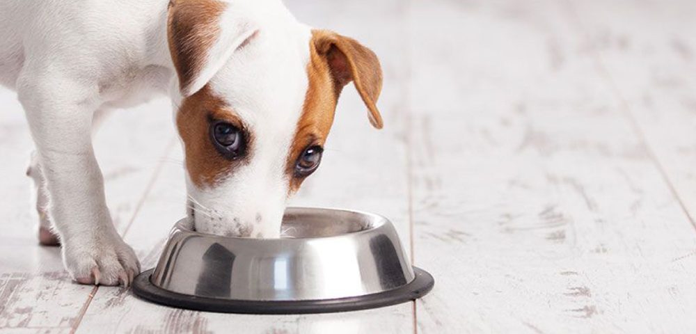 A Cute Little Dog Eating Food.