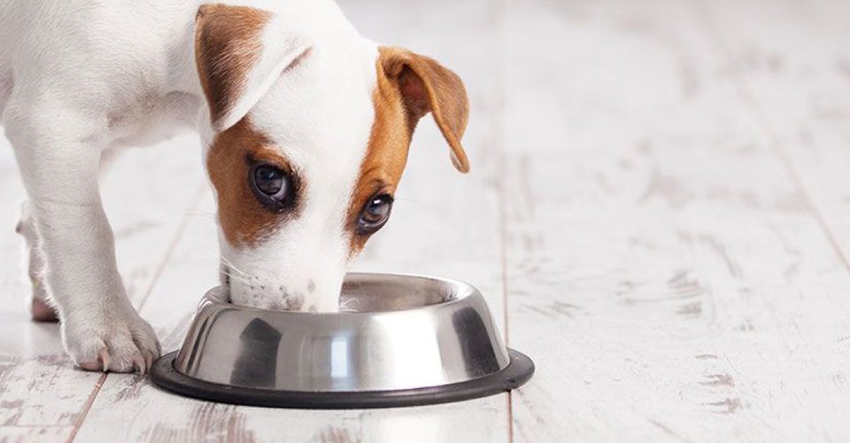 A Cute Little Dog Eating Food.