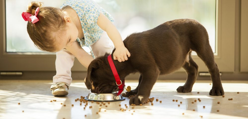 A Little Girl Trying To Feed Food For Her Pet Dog By Gently Pushing Its Neck.