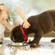 A Little Girl Trying To Feed Food For Her Pet Dog By Gently Pushing Its Neck.