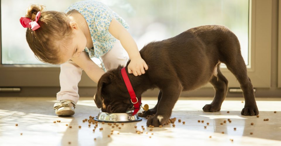 A Little Girl Trying To Feed Food For Her Pet Dog By Gently Pushing Its Neck.