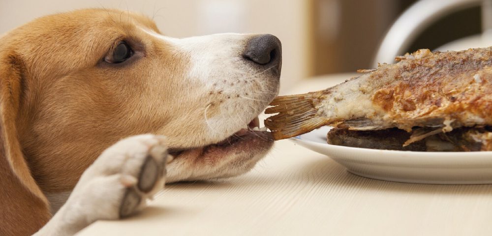 A Dog Trying To Grab And Eat Fish From The Table.