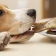 A Dog Trying To Grab And Eat Fish From The Table.