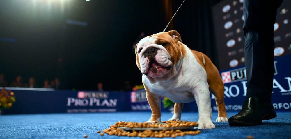 A Bulldog Getting Ready For The Dog Show With His Owner.
