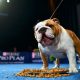 A Bulldog Getting Ready For The Dog Show With His Owner.