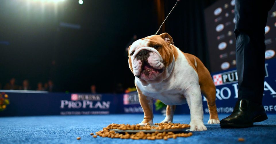 A Bulldog Getting Ready For The Dog Show With His Owner.