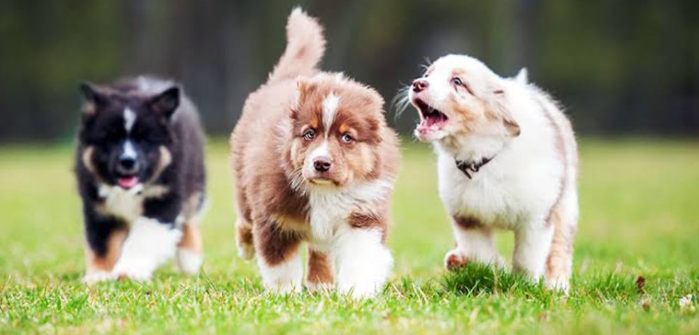 Three Dogs Walking On The Lawn Area.