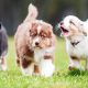 Three Dogs Walking On The Lawn Area.