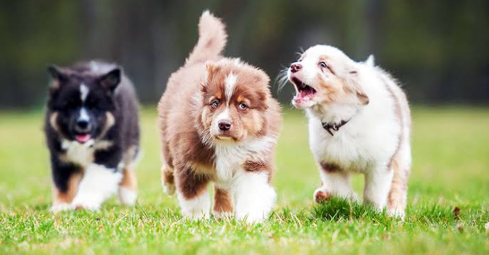 Three Dogs Walking On The Lawn Area.