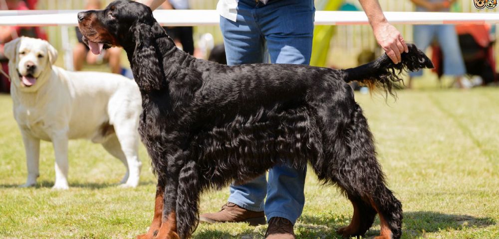 An Image Representing A Dog Show - People Gathering With Their Pet Dogs.