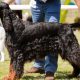 An Image Representing A Dog Show - People Gathering With Their Pet Dogs.