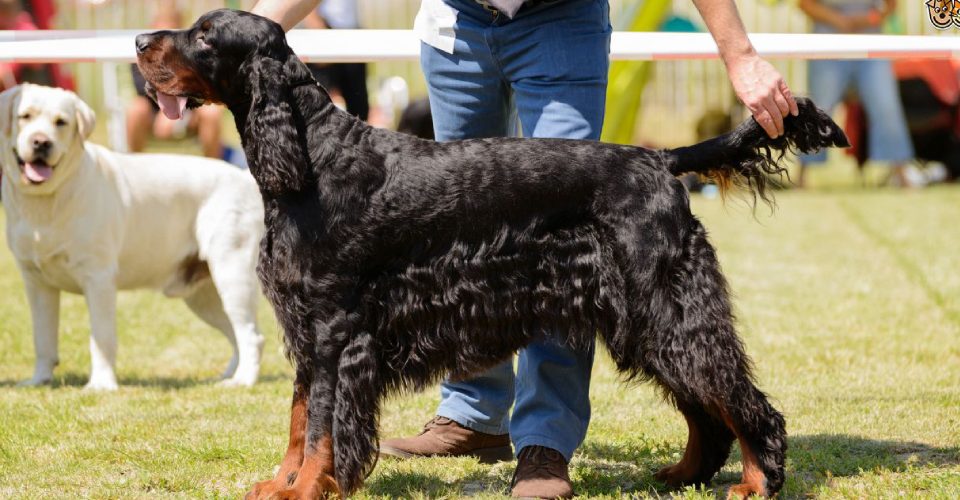 An Image Representing A Dog Show - People Gathering With Their Pet Dogs.