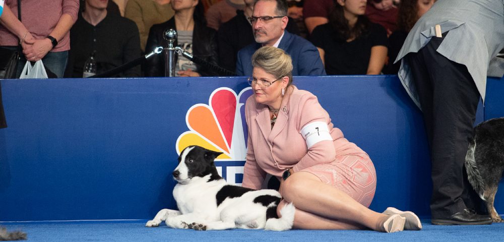 An Image Of Jack Russell Terrier Sitting With His Owner In A Pet Show.