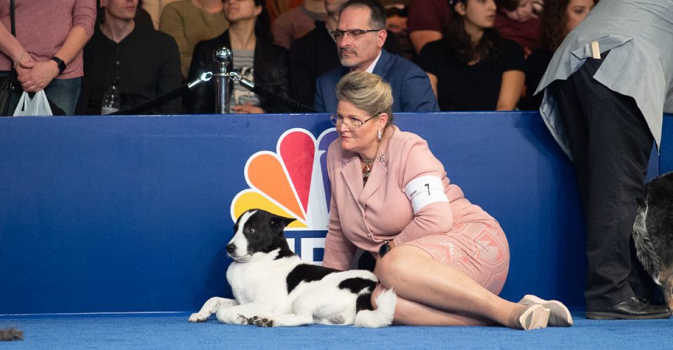 An Image Of Jack Russell Terrier Sitting With His Owner In A Pet Show.