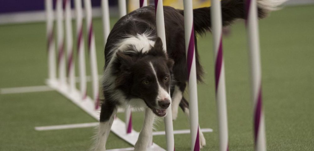 dog-show-competition