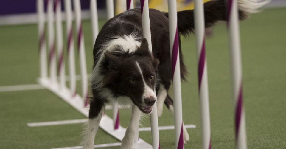 dog-show-competition